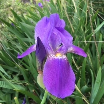 Alanya kaleiçinde bir çiçek